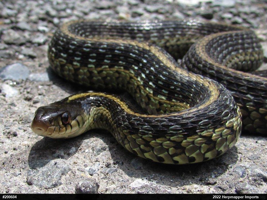 Eastern Gartersnake