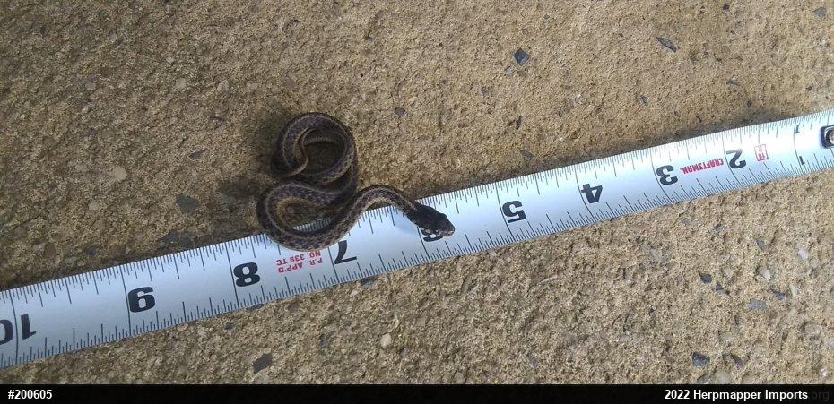 Eastern Gartersnake