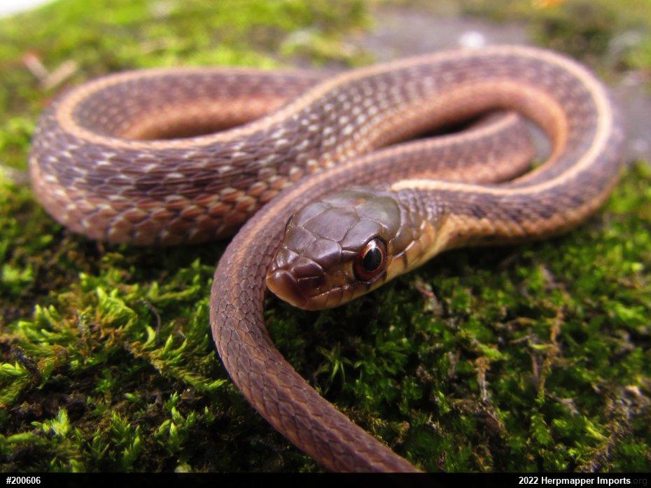 Eastern Gartersnake