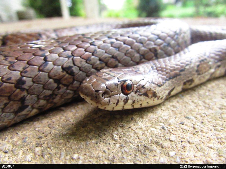 Eastern Milksnake