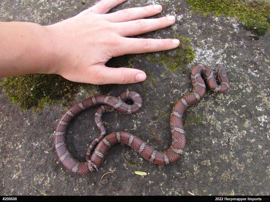 Eastern Milksnake