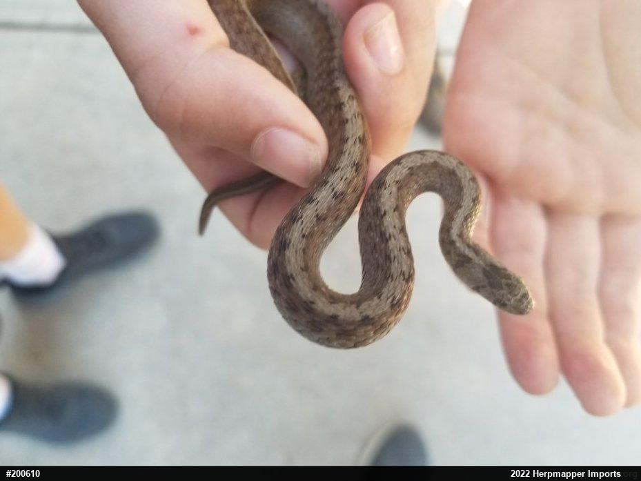 Dekay's Brownsnake
