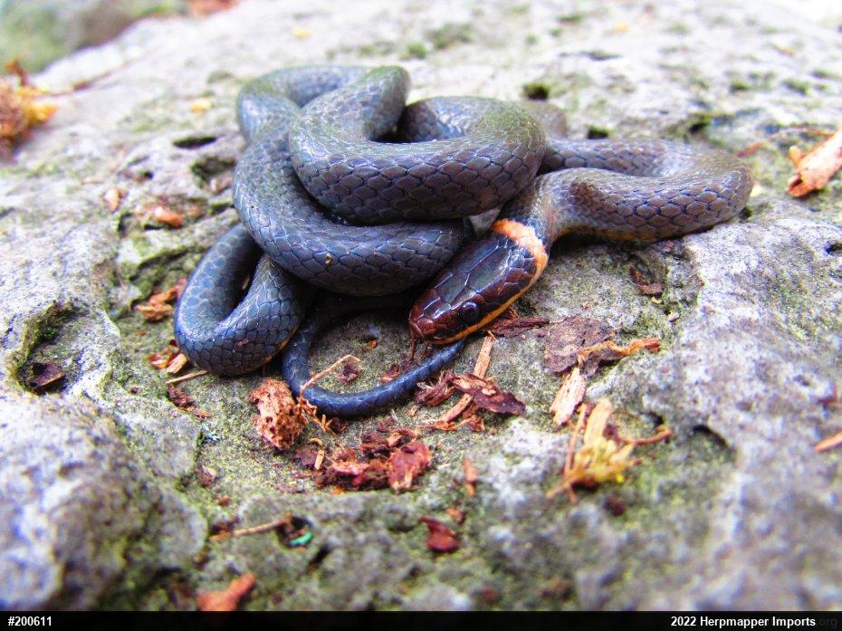 Northern Ring-necked Snake