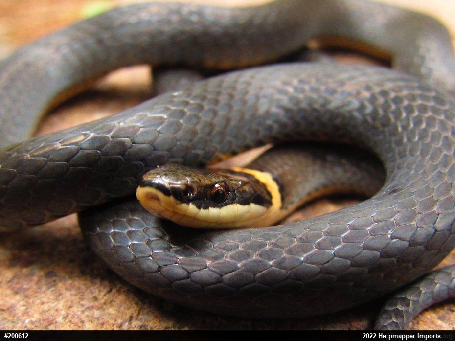 Northern Ring-necked Snake