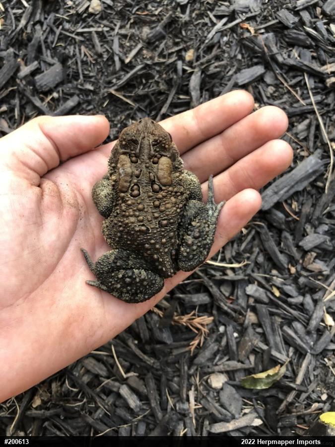 Eastern American Toad