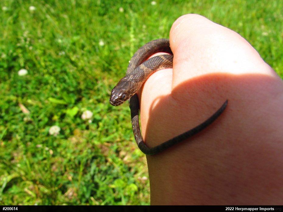 Northern Watersnake
