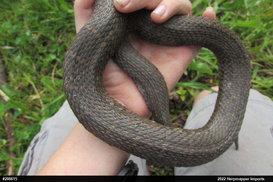 Northern Watersnake