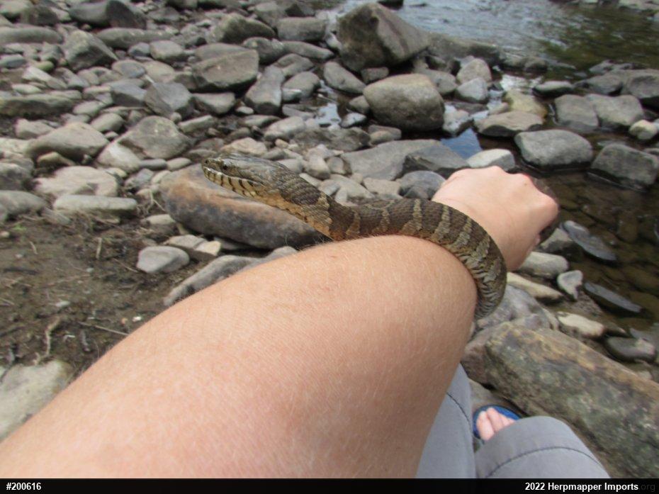 Northern Watersnake