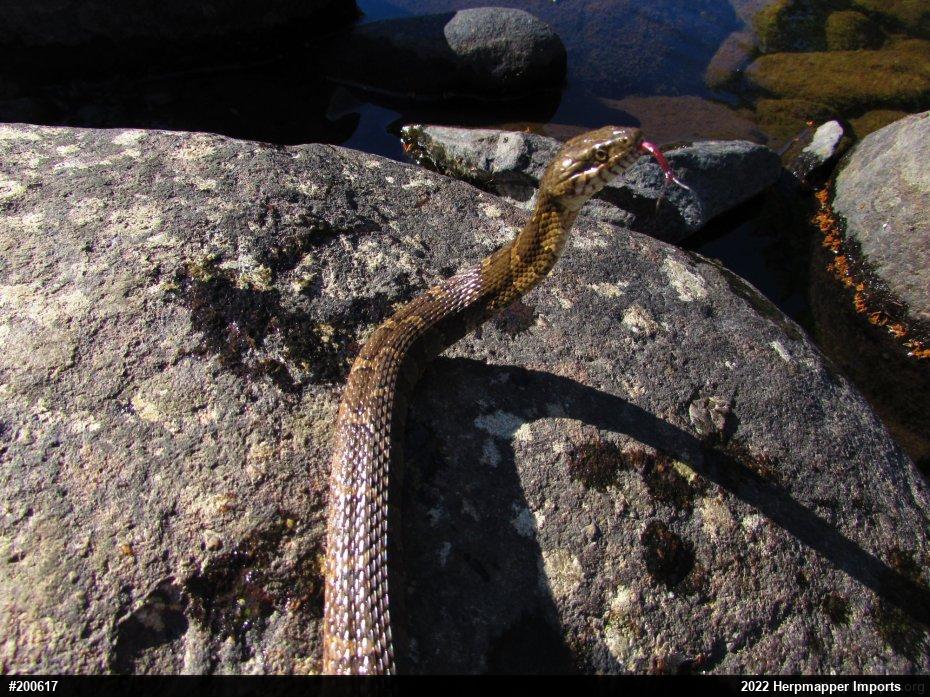 Northern Watersnake