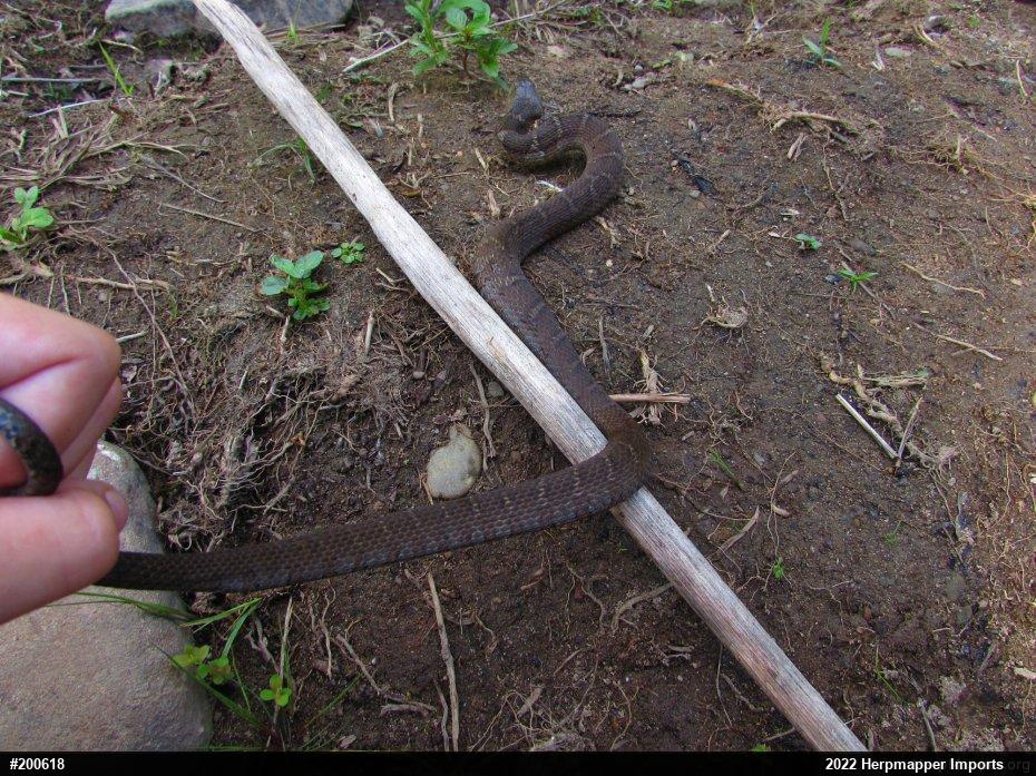 Northern Watersnake