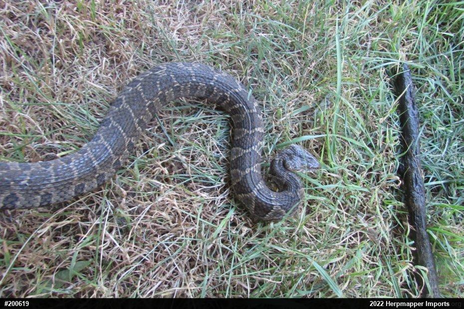 Northern Watersnake