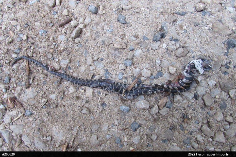 Northern Watersnake