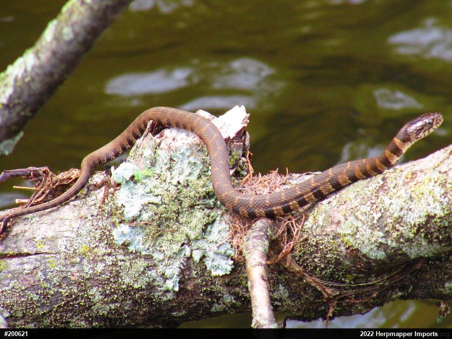 Northern Watersnake