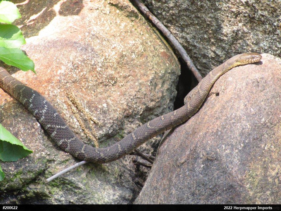 Northern Watersnake