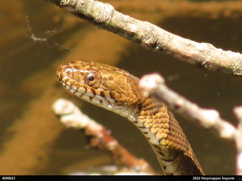 Northern Watersnake
