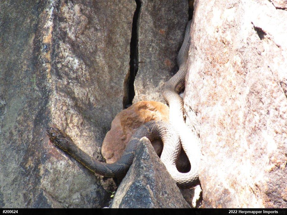 Northern Watersnake