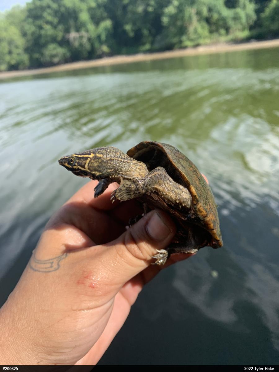 Eastern Musk Turtle