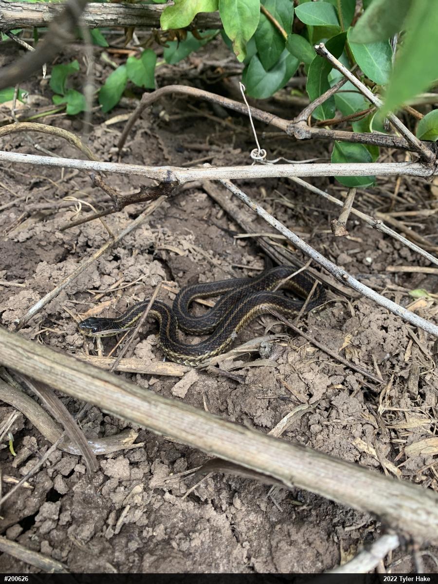 Eastern Gartersnake