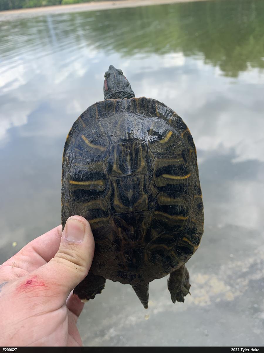 Red-eared Slider