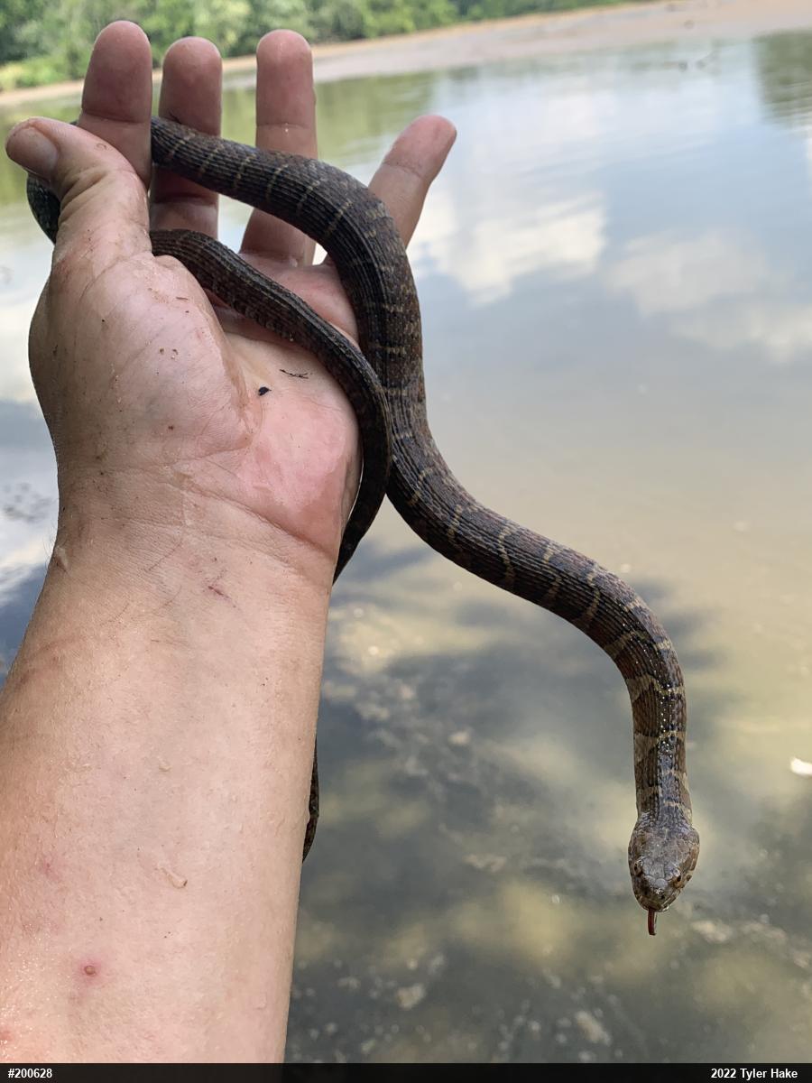 Northern Watersnake