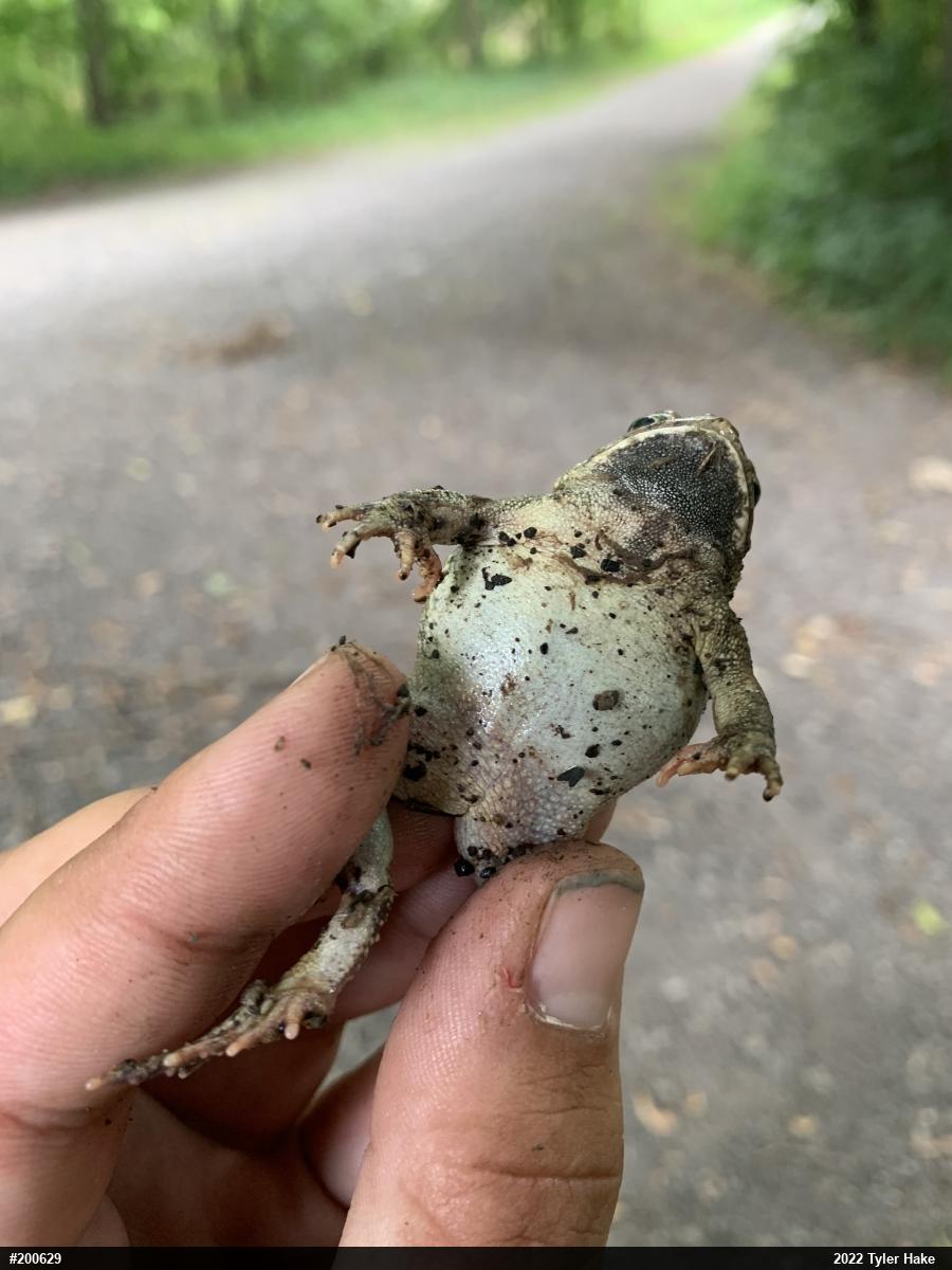Fowler's Toad