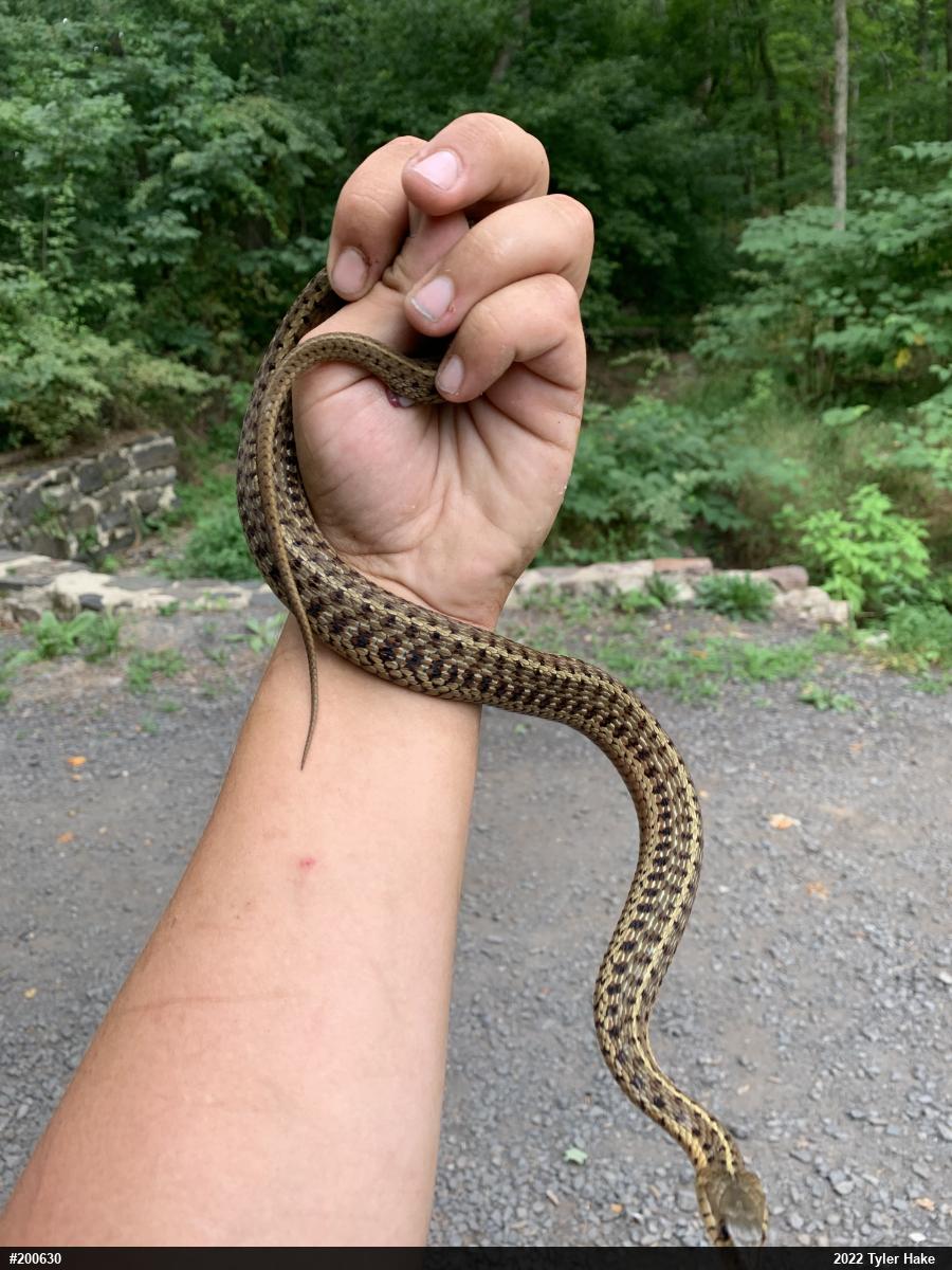 Eastern Gartersnake