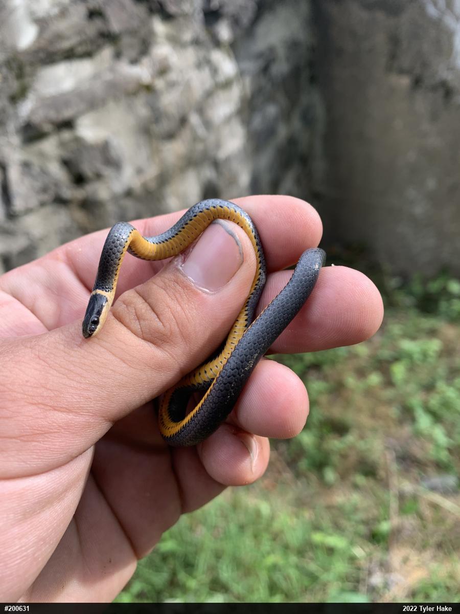 Northern Ring-necked Snake