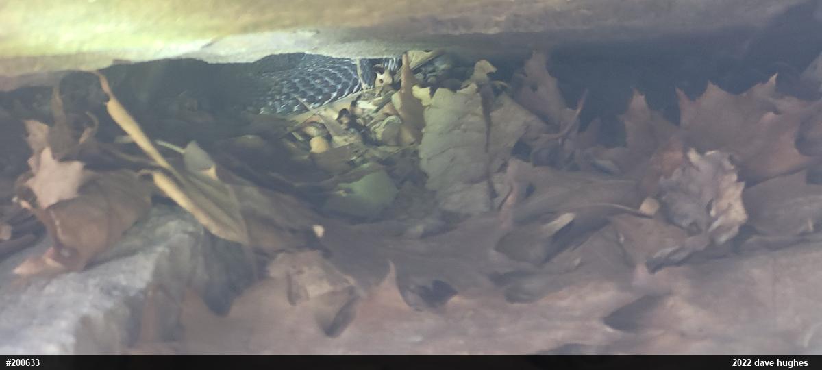 Timber Rattlesnake