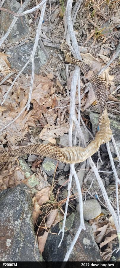 Timber Rattlesnake