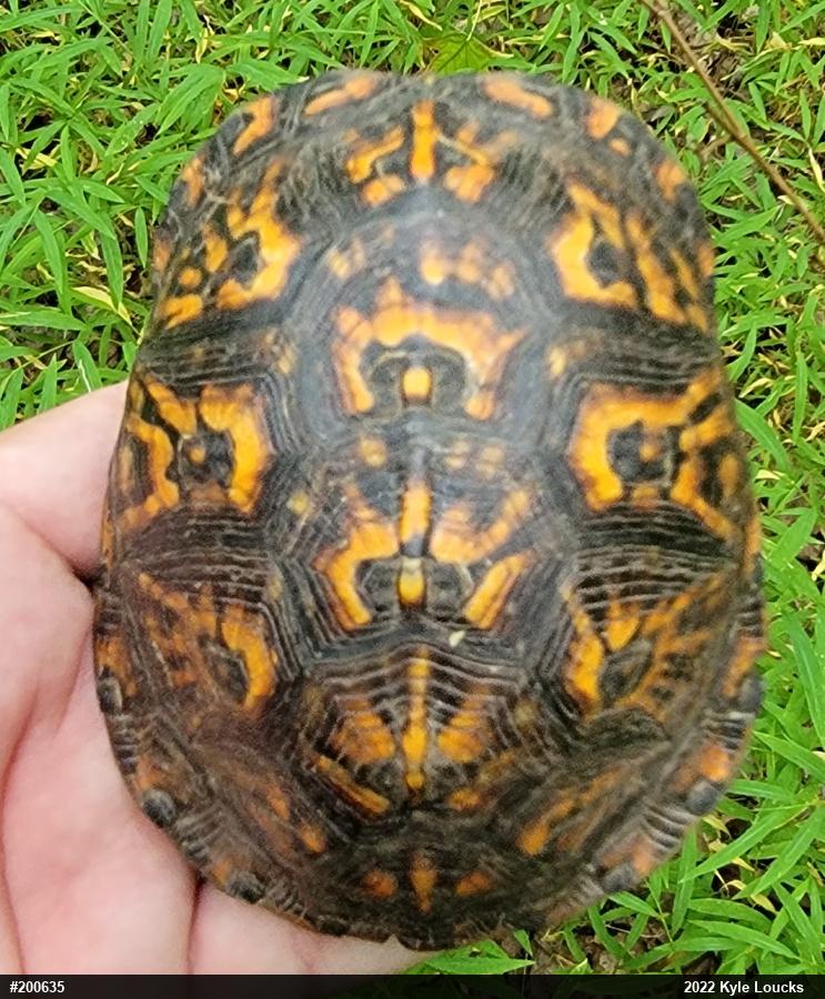 Eastern Box Turtle