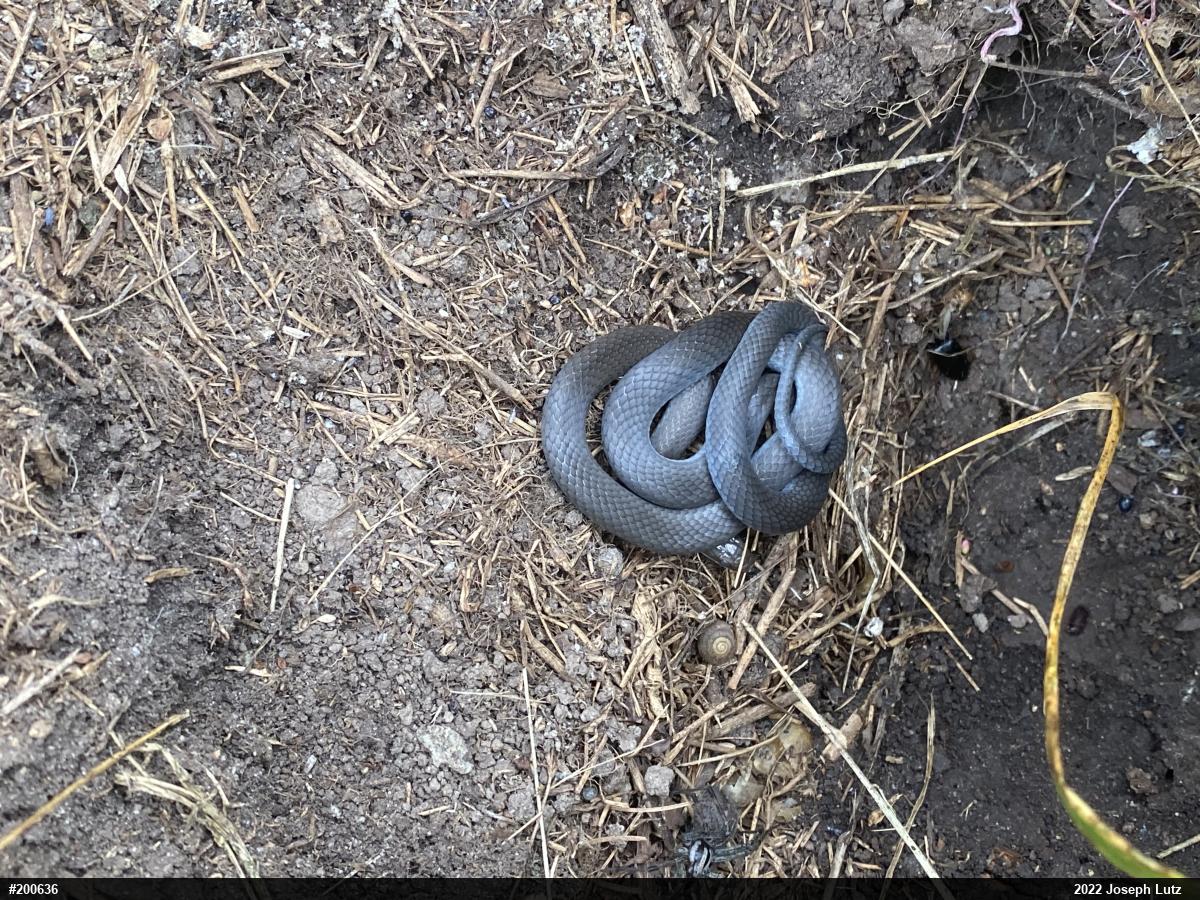 Northern Ring-necked Snake