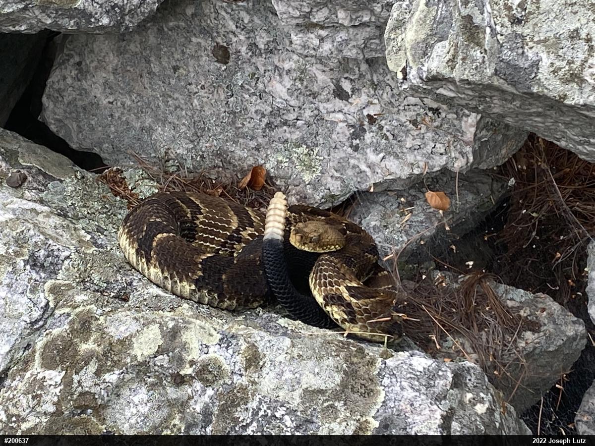 Timber Rattlesnake