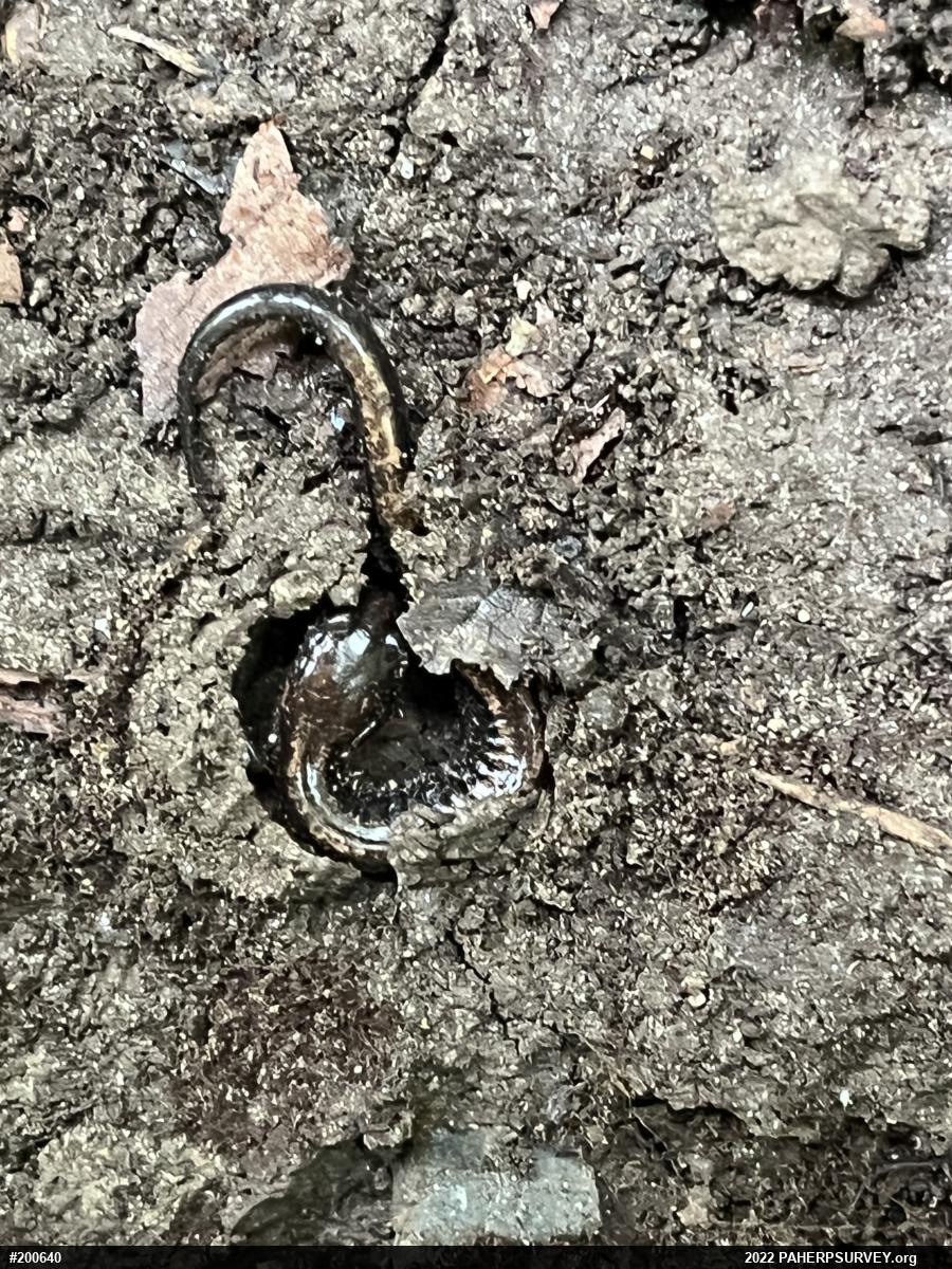 Eastern Red-backed  Salamander