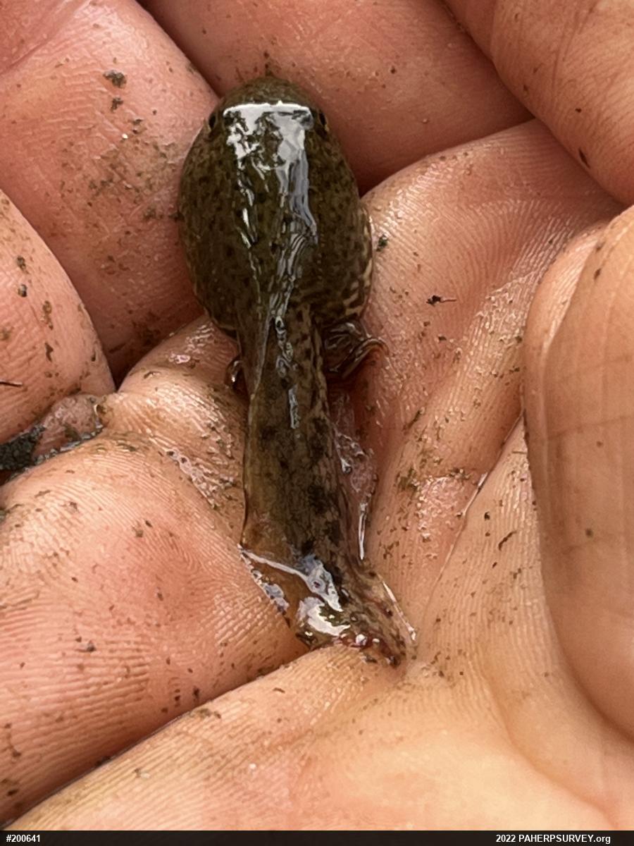 Green Frog