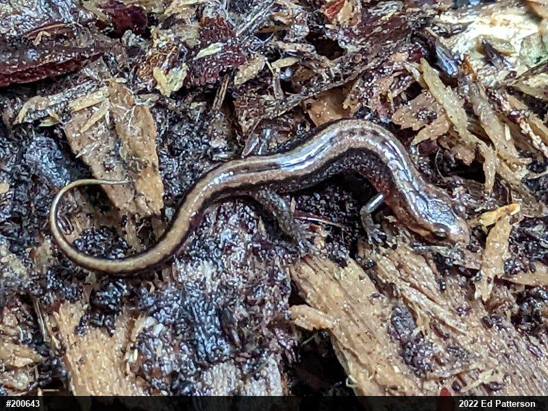 Allegheny Mountain Dusky Salamander