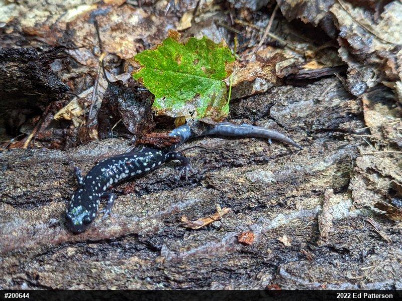 Northern Slimy Salamander