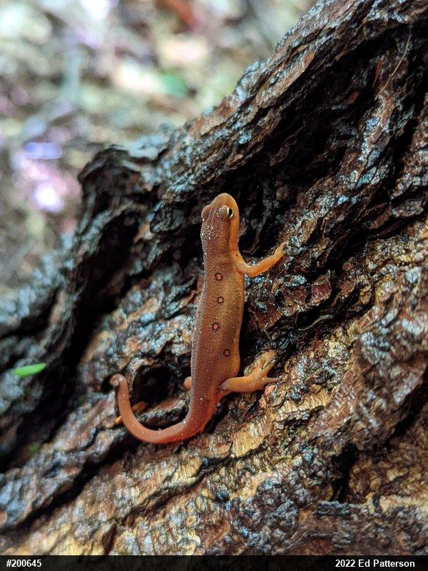 Red-spotted Newt