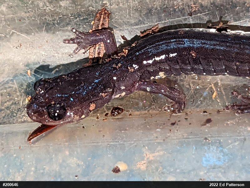Wehrle's Salamander