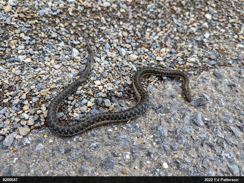Eastern Gartersnake