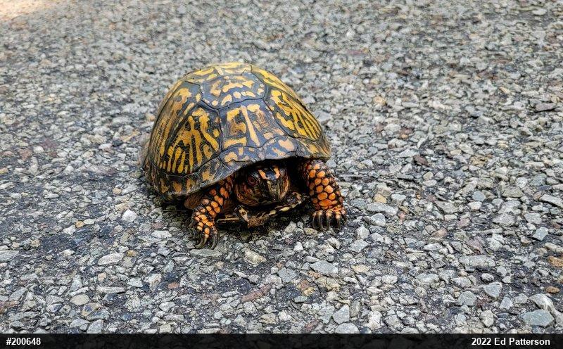 Eastern Box Turtle