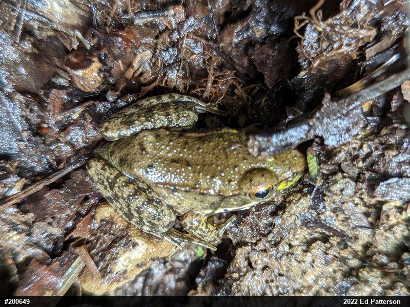 Green Frog