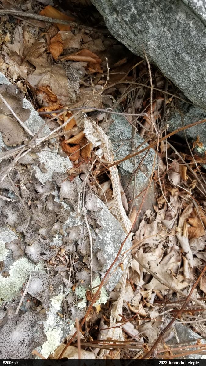 Timber Rattlesnake