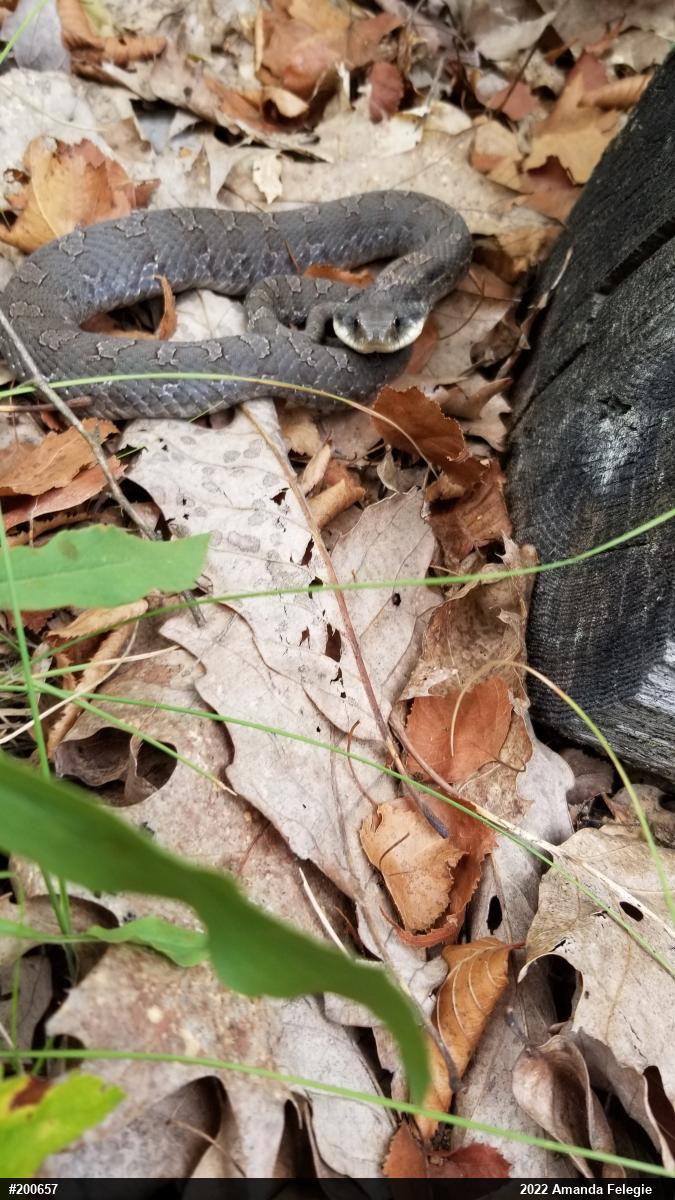 Eastern Hog-nosed Snake