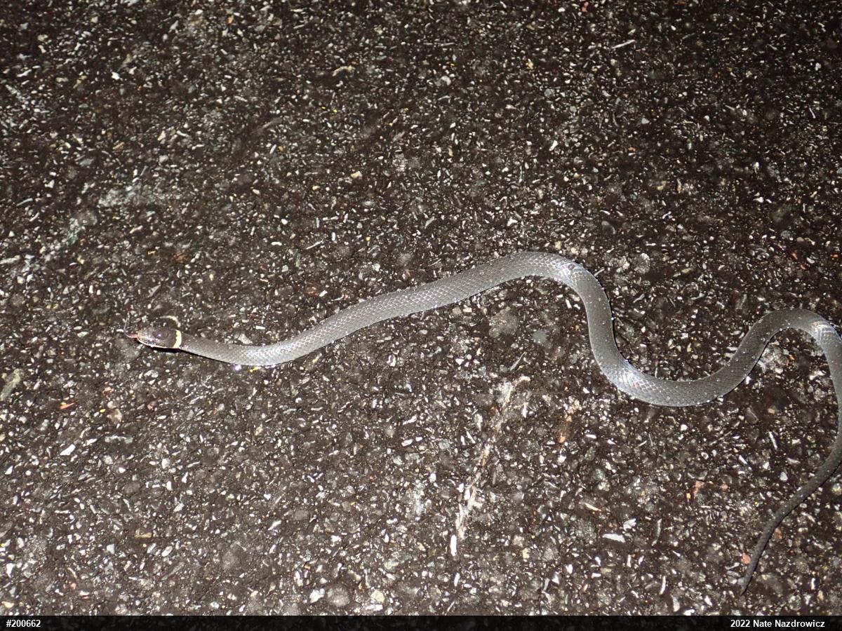 Northern Ring-necked Snake