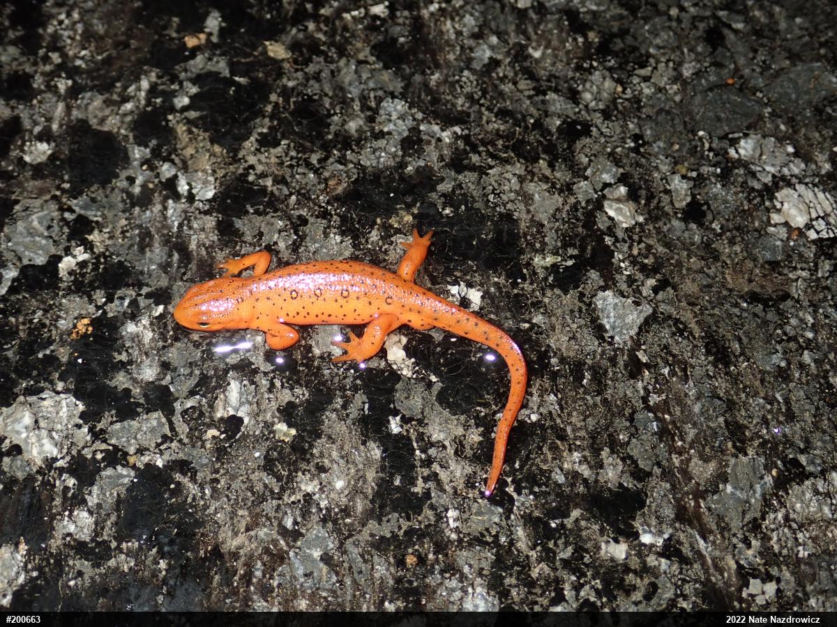 Red-spotted Newt