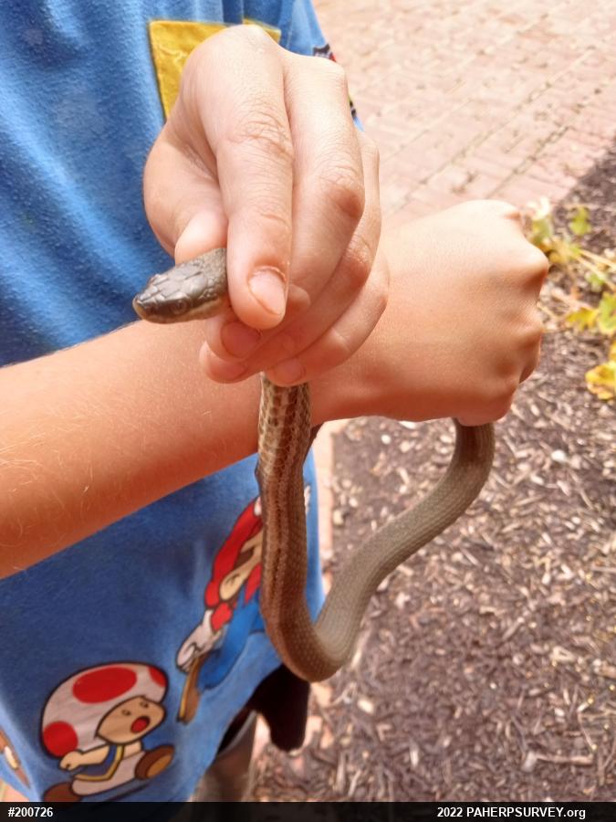 Queensnake