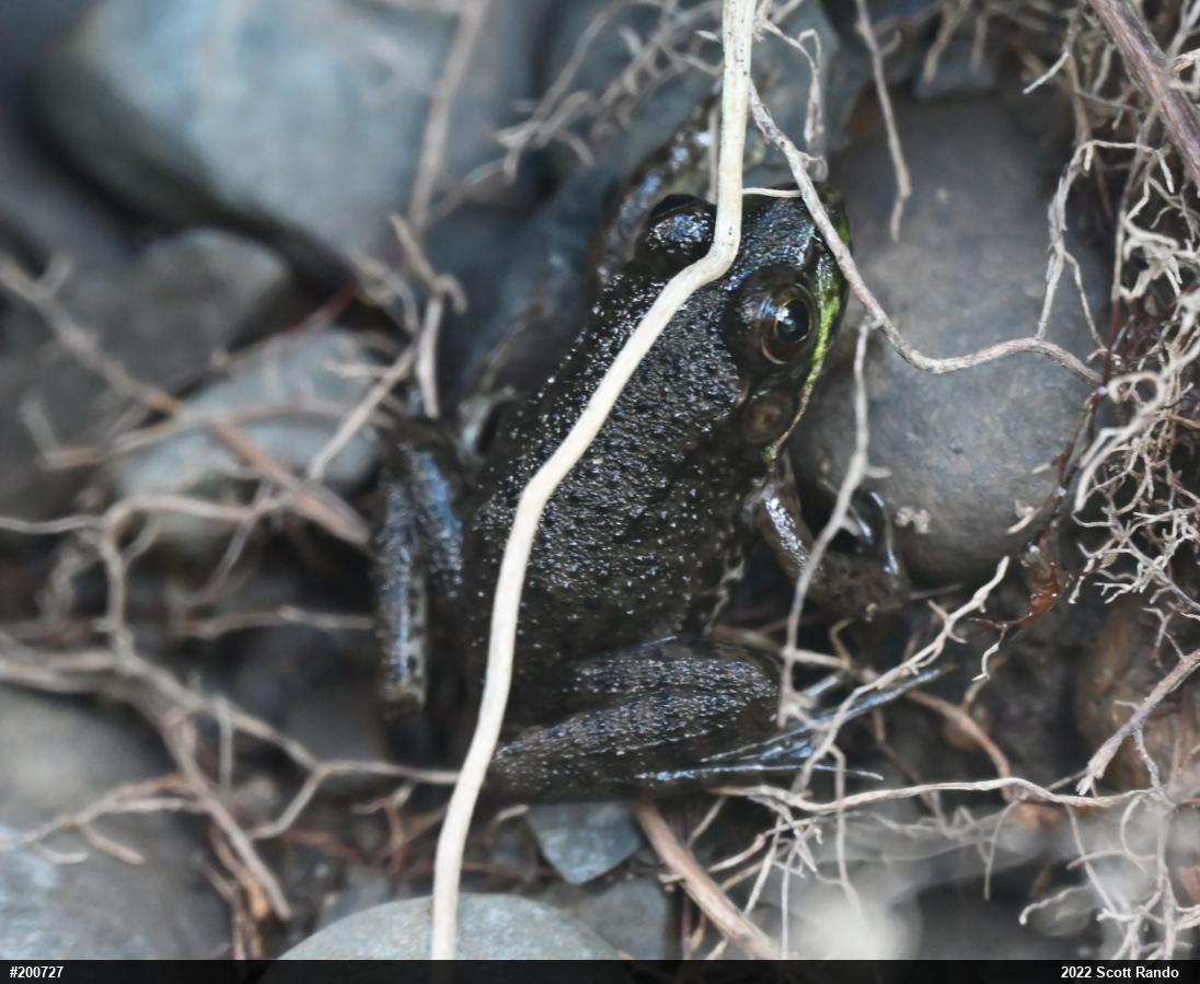 Green Frog