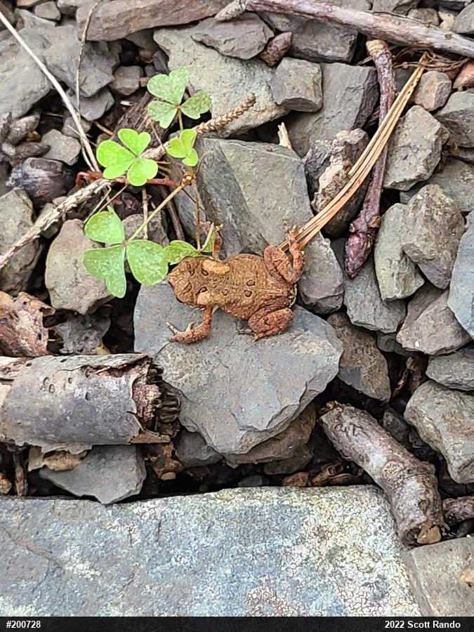 Eastern American Toad