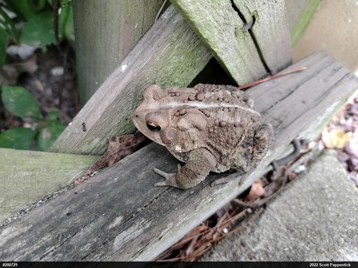 Eastern American Toad