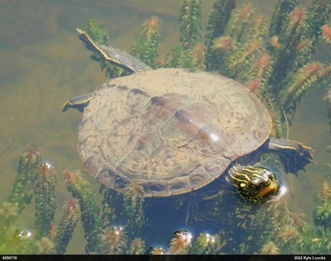 Northern Map Turtle